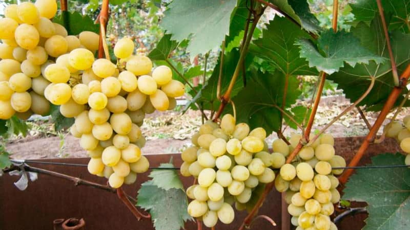 The best grape varieties for the Moscow region: characteristics and descriptions, tips for choosing