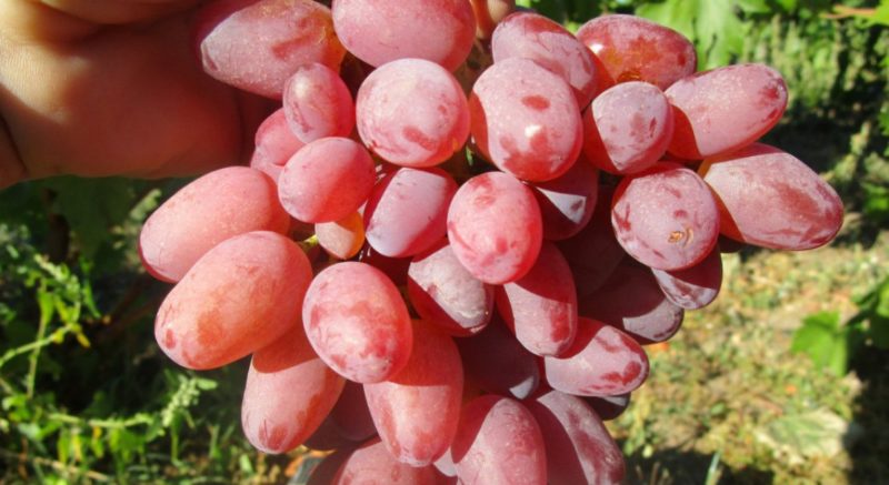 The best grape varieties for the Moscow region: characteristics and descriptions, tips for choosing