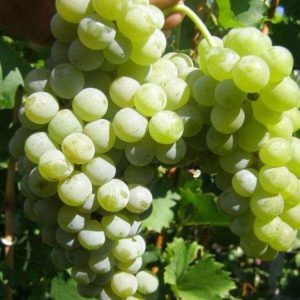 The best grape varieties for the Moscow region: characteristics and descriptions, tips for choosing