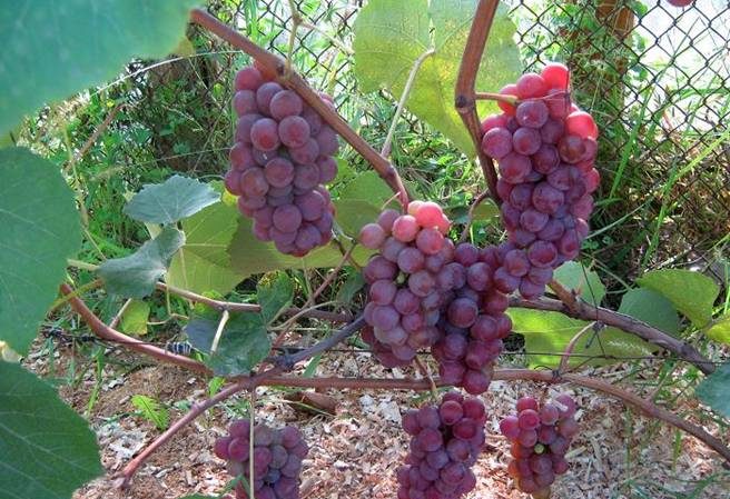 What properties should uncovered grape varieties have and which ones are considered the best?