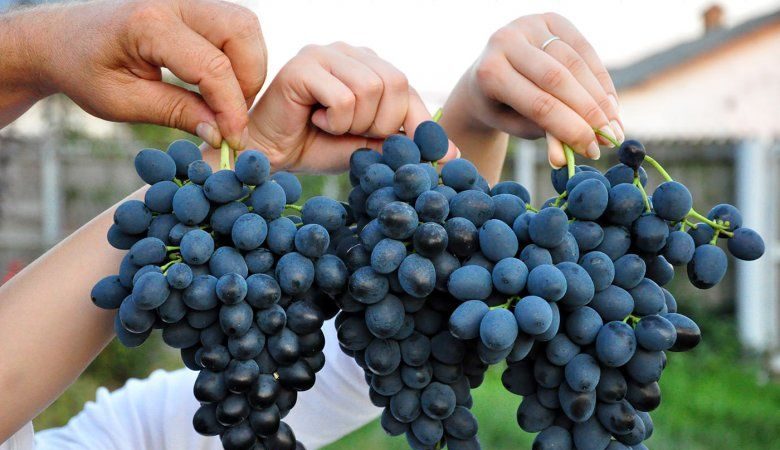 What grape varieties are suitable for Crimea