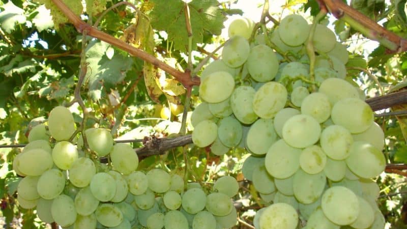 The best varieties of uncovered grapes for the Moscow region