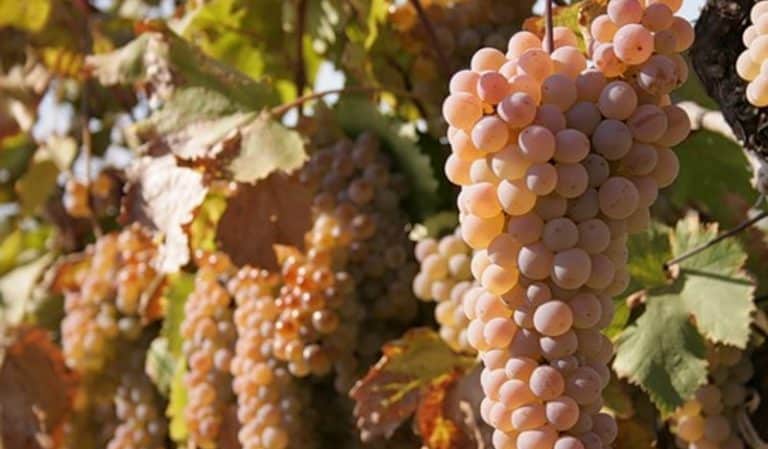 The best grape varieties for the Moscow region: characteristics and descriptions, tips for choosing