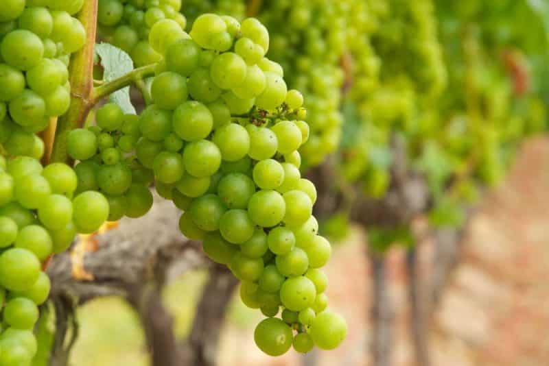 which grapes are best for wine?