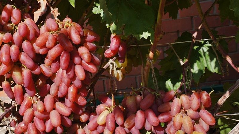 Variedades de uva descubiertas para la región de Leningrado