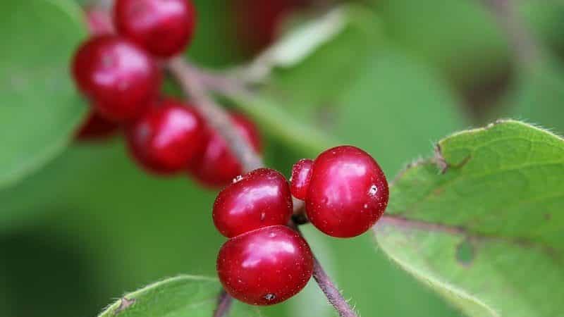 The best varieties of edible honeysuckle