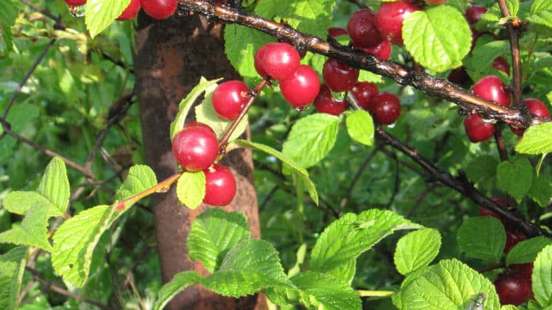 Nadama ang cherry - mga tampok at pagkakaiba mula sa karaniwan