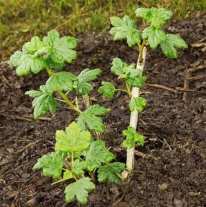 Allt om att plantera krusbär med slutna och öppna rotsystem