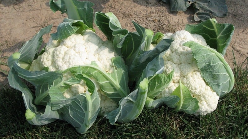 Hat Blumenkohl Angst vor Frost?