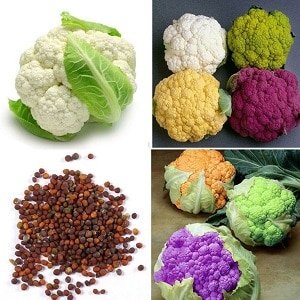 Growing and caring for cauliflower in open ground