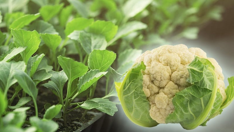 Cultivo y cuidado de coliflor en campo abierto.