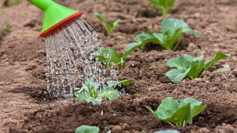 High-yielding cold-resistant cabbage hybrid Tobia f1