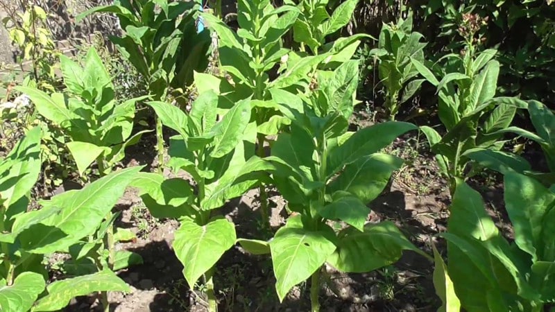 Tecnologia per al cultiu de tabac en terra oberta, hivernacles i a casa