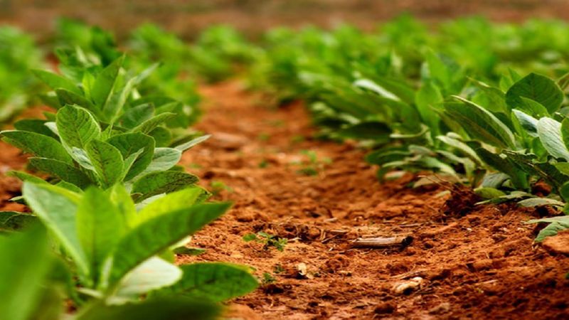 Tecnologia per al cultiu de tabac en terra oberta, hivernacles i a casa