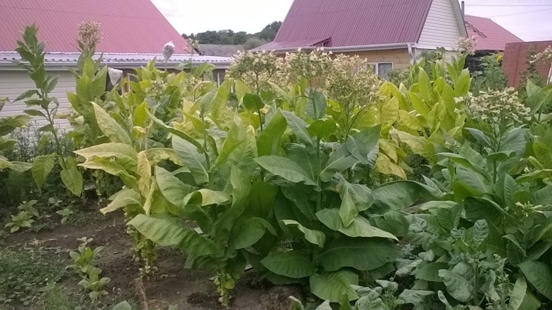 Tecnología para el cultivo de tabaco en campo abierto, invernaderos y en casa.