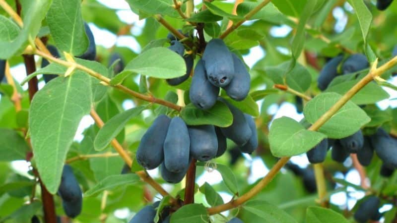 How to properly grow honeysuckle from berries: step-by-step instructions