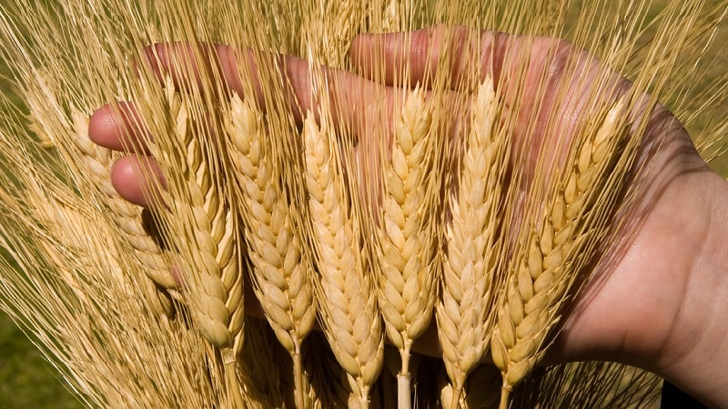 Tutto sulla coltivazione del grano primaverile: tecnologia di coltivazione dalla semina alla raccolta