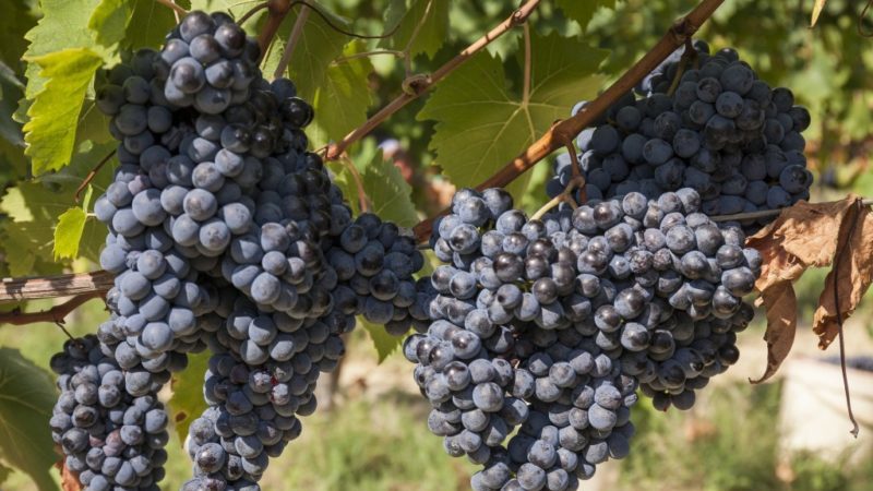 What properties should uncovered grape varieties have and which ones are considered the best?