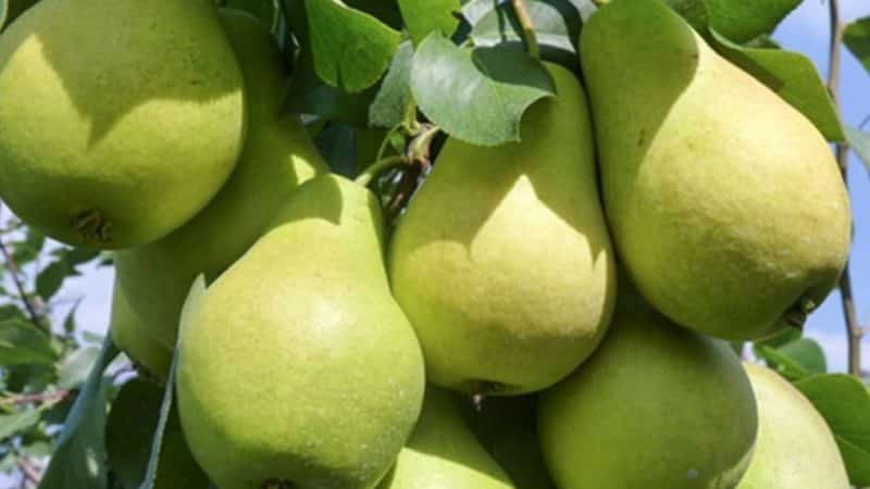 De beste zelfvruchtbare perenrassen: groeikenmerken