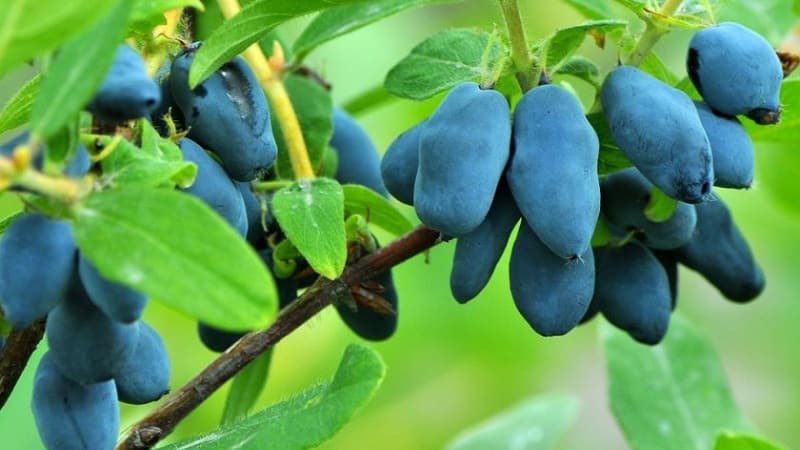 In welchem ​​Jahr nach der Pflanzung trägt das Geißblatt Früchte?