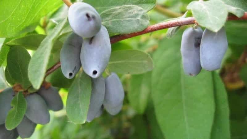 The best varieties of edible honeysuckle