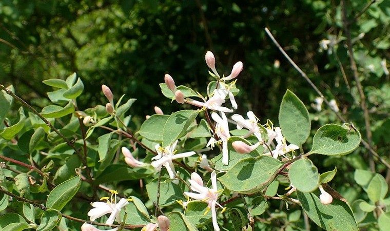 The best varieties of edible honeysuckle