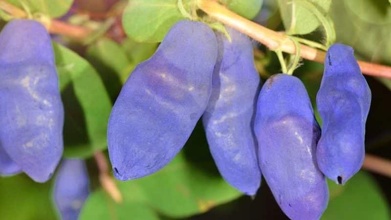 Maagang matamis na iba't-ibang honeysuckle Silginka