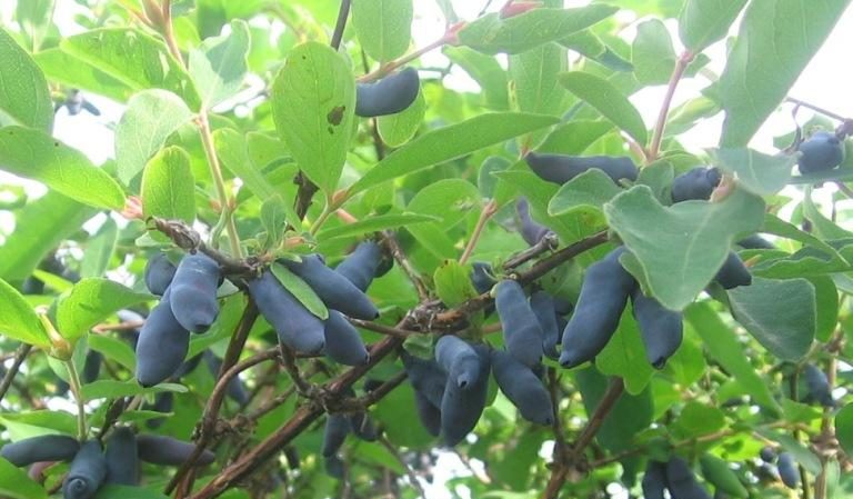 Early sweet variety of honeysuckle Silginka