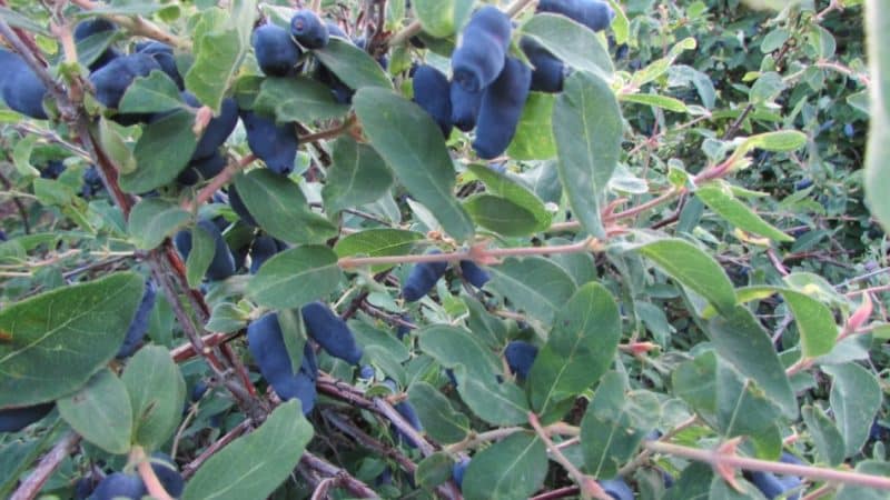 Early sweet variety of honeysuckle Silginka