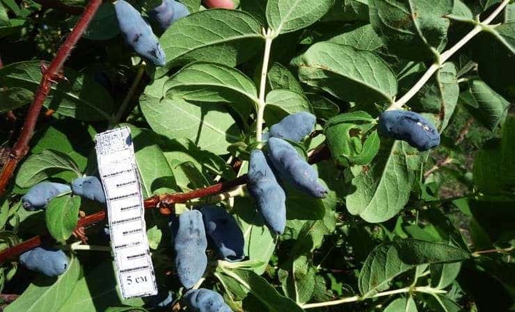 Early sweet variety of honeysuckle Silginka