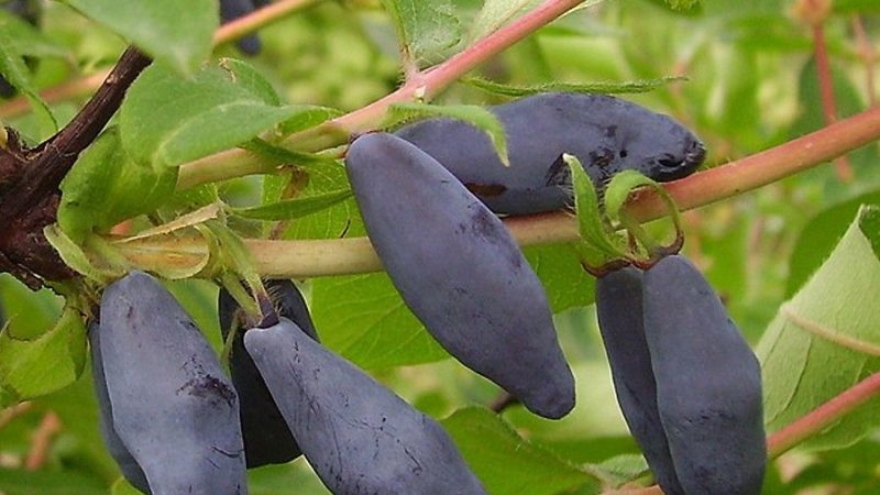 Igénytelen termeszthető loncfajta, a Blue Bird