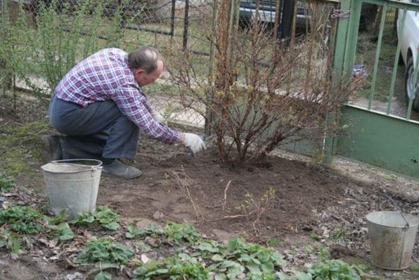 How to properly prune gooseberries in spring for a good harvest