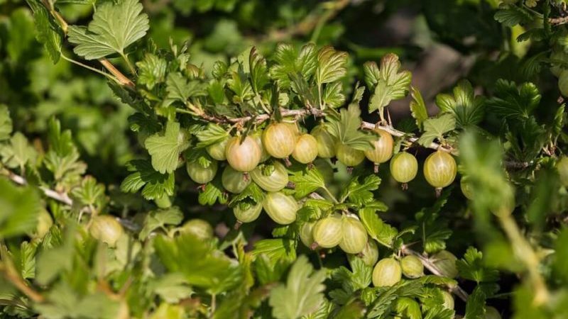 How to properly prune gooseberries in spring for a good harvest