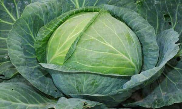 Late-ripening high-yielding cabbage hybrid Atria f1