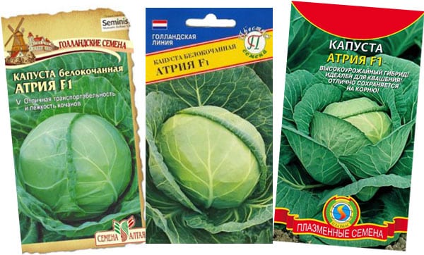 Late-ripening high-yielding cabbage hybrid Atria f1