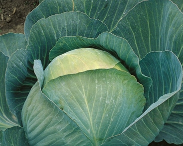 Late-ripening high-yielding cabbage hybrid Atria f1