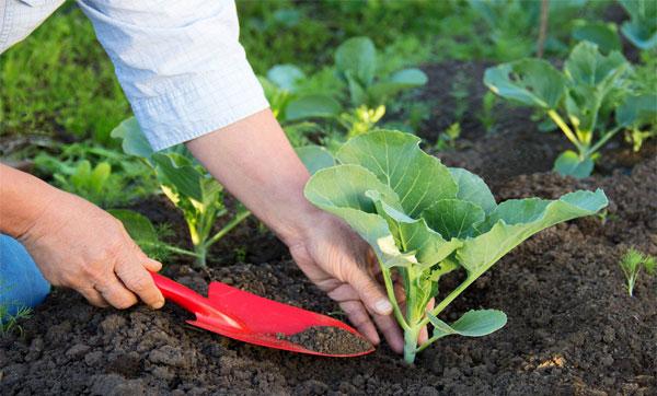 Late-ripening high-yielding cabbage hybrid Atria f1