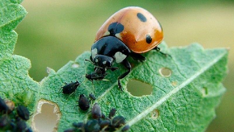 Aphids pada honeysuckle: cara merawat agar tidak memusnahkan tanaman