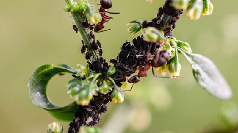 Aphids pada honeysuckle: cara merawat agar tidak memusnahkan tanaman