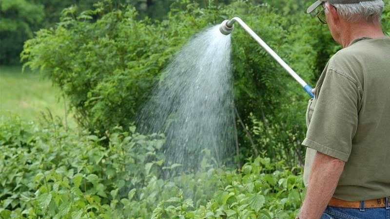 Aphids pada honeysuckle: cara merawat agar tidak memusnahkan tanaman