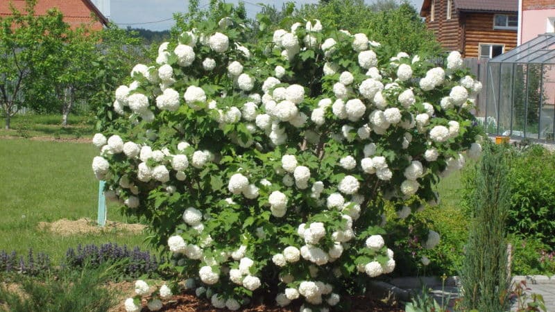 อย่างไรและสิ่งที่จะเลี้ยง viburnum Buldenezh ในฤดูใบไม้ผลิ