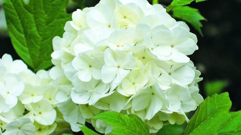 Kako i čime hraniti viburnum Buldenezh u proljeće