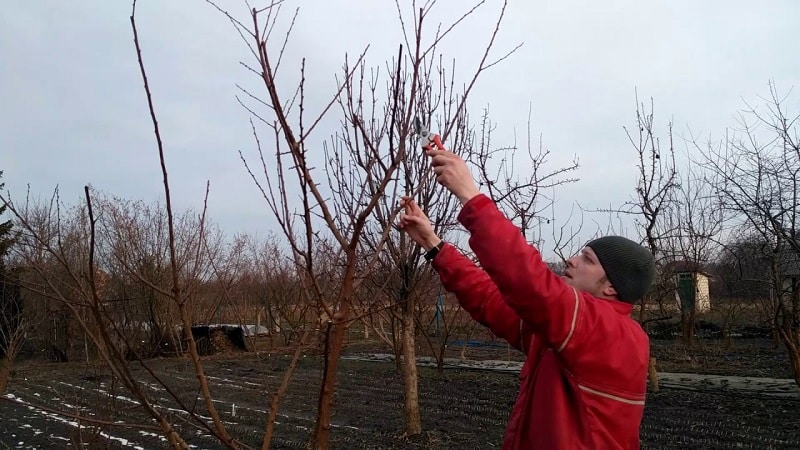 Una guia pas a pas per als jardiners principiants: com podar els albercocs correctament a la primavera