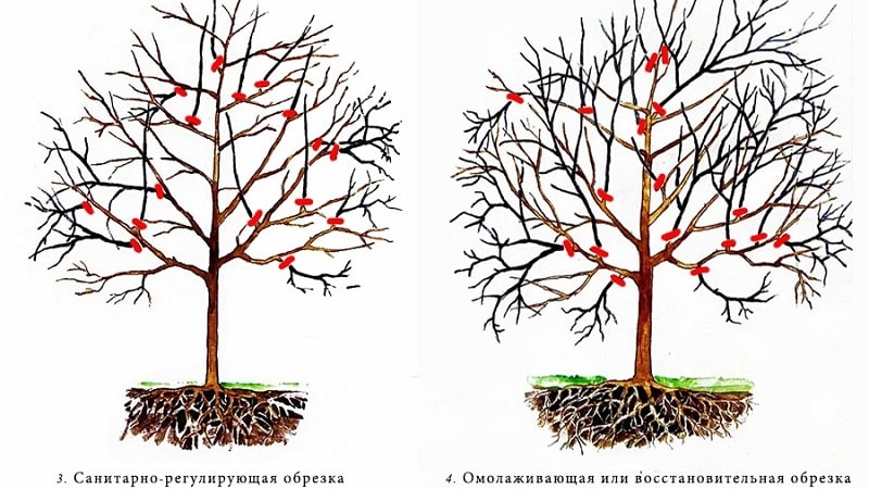 Una guia pas a pas per als jardiners principiants: com podar els albercocs correctament a la primavera