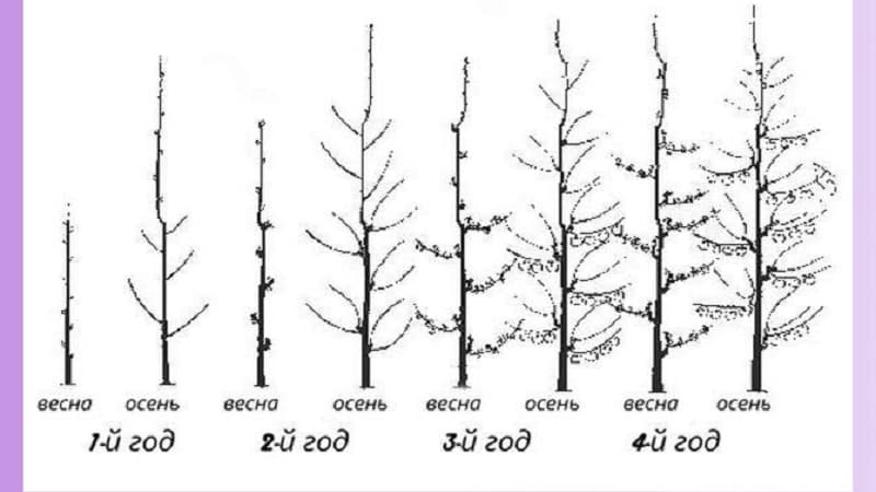 Una guia pas a pas per als jardiners principiants: com podar els albercocs correctament a la primavera