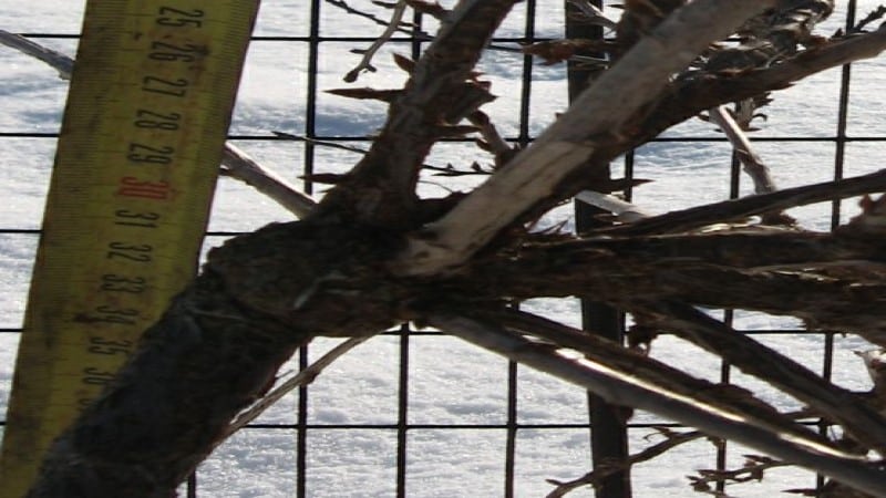 Egres termesztése a törzsön