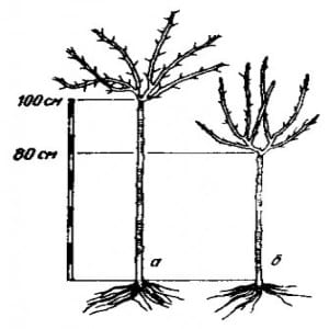 Growing gooseberries on a trunk