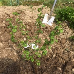 Growing gooseberries on a trunk