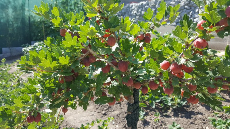 Growing gooseberries on a trunk