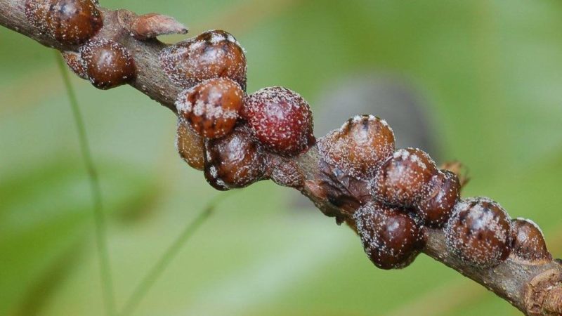 Varietat deliciosa de fruites grans de Lligabosc Lazurnaya